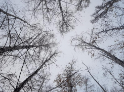 Григорий Зимоуказатель: как провести таганрожцам 30 ноября, чтобы привлечь удачу 