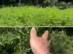 Поле амброзии раскинулось в Таганроге 