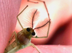 Ученый-биолог назвал причину комариного нашествия в Таганроге и рассказал о его итоге  