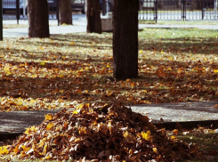 В конце октября «Благоустройство» отчитывается  о текущем покосе амброзии в Таганроге