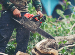 Более 100 деревьев под топор: в Таганроге расчищают место под застройку 