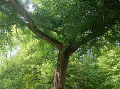 Влюблённые Таганрога приписывают ему особую магическую силу…