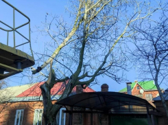 27 упавших деревьев, 70 перебоев в трансформаторах – последствия непогоды в Таганроге