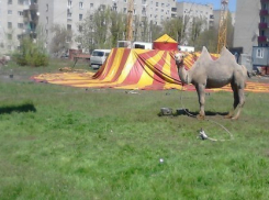 Щиплющий свежую травку верблюд на Русском поле удивил горожан