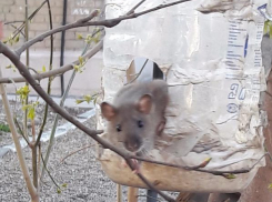 Жителей Русского поля атакуют полчища крыс