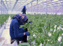 7,5 тыс рублей, бутылка водки и пачка сигарет: таганрожцев заманивают на работу