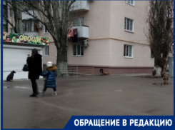 Стая бродячих собак в Таганроге терроризирует общественность