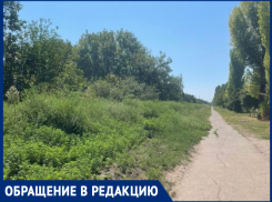 Аллергикам все сложнее жить в Таганроге 