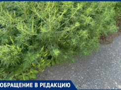 В Таганроге аллергиков не щадят - город зарастает амброзией, а жители просят «побудить» администрацию на покос