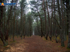 28 октября: народные приметы и советы для таганрожцев на день Ефимия Осеннего