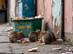 Жирные и наглые крысы захватили старый центр Таганрога и никого не боятся