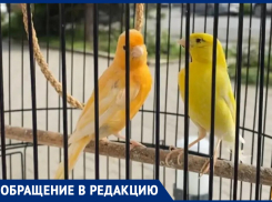 Пели для детей, а достались ворам: полиция Таганрога разыскивает пропавших канареек