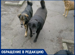 «На ловца и зверь бежит»: таганрожцы продолжают сообщать о случаях нападения собак