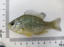 Солнечный окунь держит путь в воды Таганрогского залива