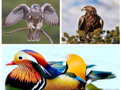 Прокуратура Таганрога пресекла интернет- продажу краснокнижных птиц 