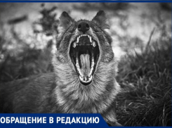 Противостояние: таганрожцы и бездомные собаки – кто кого? 