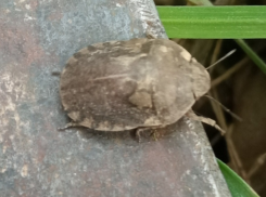 Вредные черепашки пожирают пшеницу: какие вредители сейчас осаждают посевы на Дону