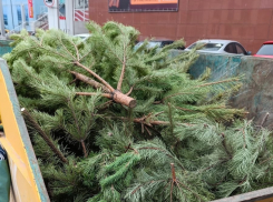 Стали известны  8 пунктов сбора новогодних елок