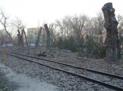 Таганрожцы против вырубки деревьев на Пушкинской набережной