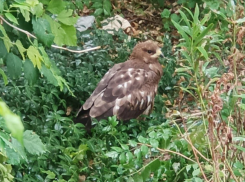 Перебито крыло: таганрожцы просят спасти дикую птицу, как-то попавшую в город