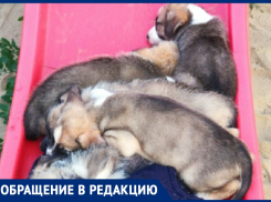 «Надо быть живодёром!»: видео таганроженки о бездомных щенках