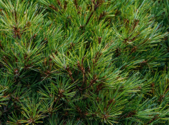 На носу — Новый год: смотрим цены на елки в Таганроге