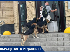 «Ни зайти, ни выйти», - собаки продолжают оккупировать Таганрог