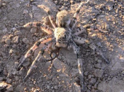 Опасного паука обнаружили туристы на набережной Таганрога