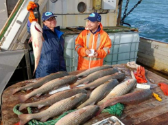 Пиленгас возвращается: рост солёности Азовского моря увеличил уловы в Таганрогском заливе