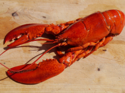 Для Азово-Черноморского бассейна начали выращивать раков - австралийских и длиннопалых