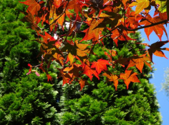 Какая погода будет в Ростовской области зимой