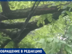 Городские службы «пинают» таганрожцев, а ветка так и висит на газовой трубе и проводах