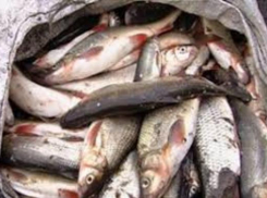 На границе с Украиной таганрогские таможенники задержали контрабандиста