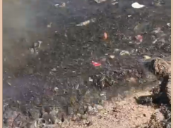 Тошнотворная жижа: в Таганрогский залив слили канализацию?