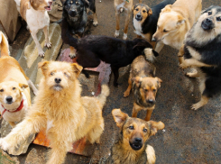 «Бася» оставит в покое таганрогских бродячих собак