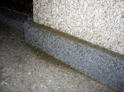 Нашествие комаров - «трехдневок» портит Таганрогу имидж