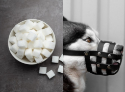 Сахар по три рубля плюс перец с намордником в довесок: как жил Таганрог 24 апреля 1931 года