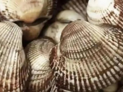 Скафарка захватывает Таганрогский залив: новый деликатес может стать хитом на столах таганрожцев