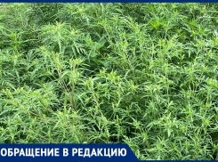 Аллергики Таганрога вновь страдают, ведь в городе цветет амброзия 