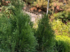 Товар дня: хвойные растения по спеццене