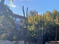 Ситуация с деревьями в 1-м Крепостном переулке: процедура оказалась законной и необходимой