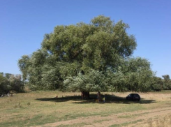 «Бабушка Ива»: эта великанша из Ростовской области может стать главным деревом России