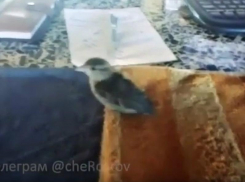 В дом таганрожца залетел погостить воробей – его назвали «Петруха»