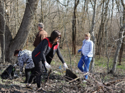 В селе Покровском возле Таганрога жители сами расчищают лесополосу