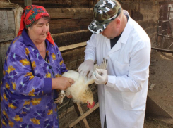 «Птичку жалко!»: на Дону проходит вынужденная вакцинация птиц