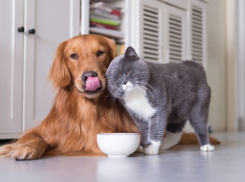 Неизлечимо, приводит к смерти: таганрогские ветеринары рассказали, от чего привить домашних питомцев