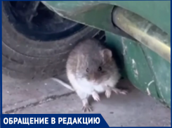 Жителей нового ЖК в Ростовской области пугают крысы - они поселились во дворе