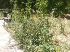 После публикации в СМИ прокуратура заставила покосить траву в Приморском парке Таганрога