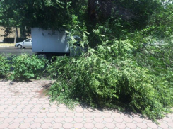 Упавшее в Таганроге дерево раздавило легковушку
