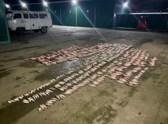 Пограничники поймали под Таганрогом браконьера с уловом на 4 млн 